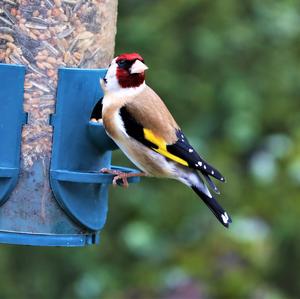 European Goldfinch