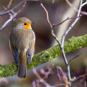 European Robin