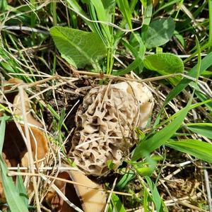 Yellow Morel