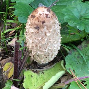 Shaggy Mane