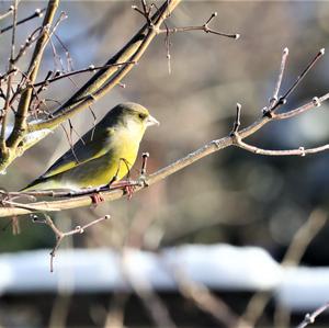 European Greenfinch