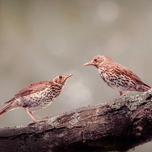 Mistle Thrush