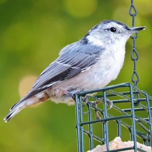 White-breasted Nuthatch