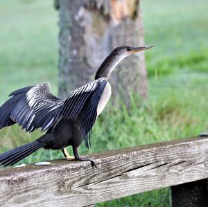 Amerikanischer Schlangenhalsvogel