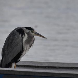 Grey Heron