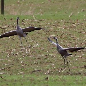 Common Crane