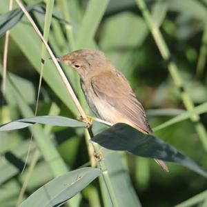 Eurasian Reed-warbler