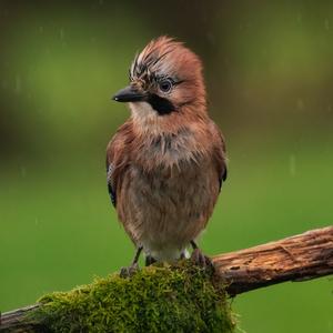 Eurasian Jay