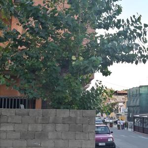 Lombardy Poplar 'Italica'