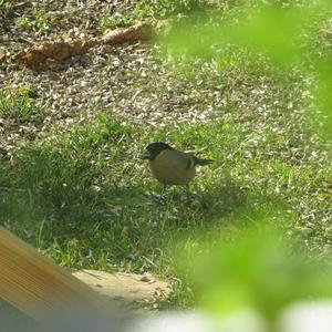 Eurasian Bullfinch