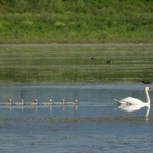 Höckerschwan