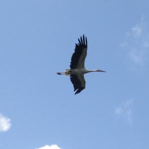 White Stork