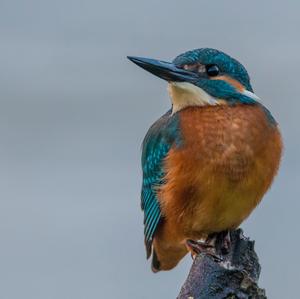 Common Kingfisher