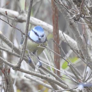 Blue Tit