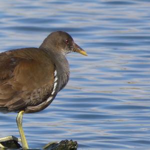 Common Moorhen