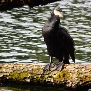 Great Cormorant