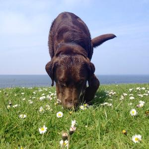 Retriever (Labrador)