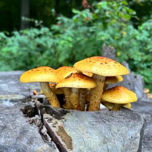 Golden Pholiota