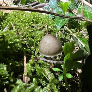 Spruce-cone Toadstool