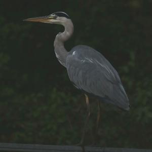 Grey Heron