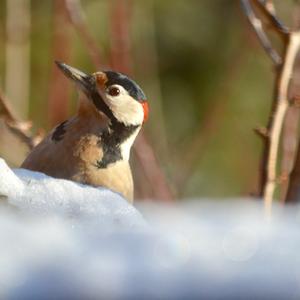 Great Spotted Woodpecker