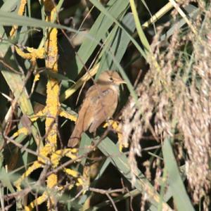 Eurasian Reed-warbler