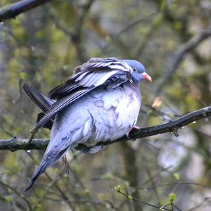 Common Wood-pigeon