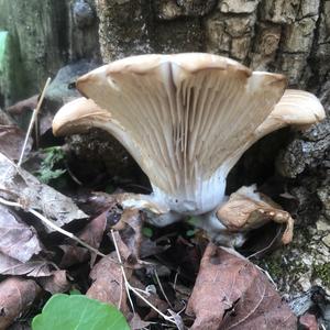 Oyster Mushroom