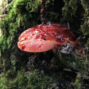 Beefsteak Polypore