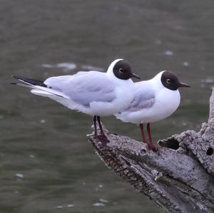 Black-headed Gull