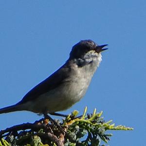 Blackcap