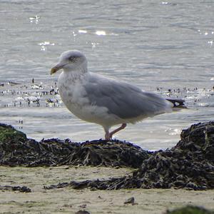 Herring Gull