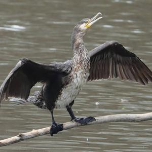 Great Cormorant