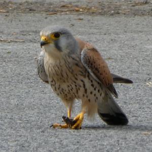 Common Kestrel