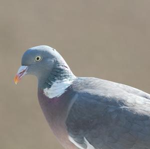 Common Wood-pigeon