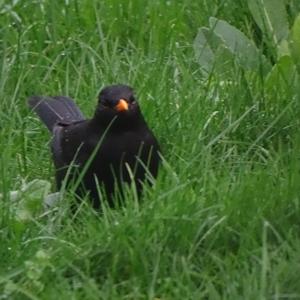 Eurasian Blackbird