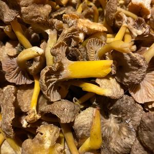 Trumpet Chanterelle