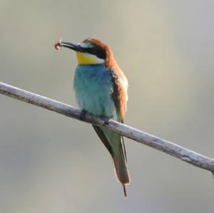 European Bee-eater