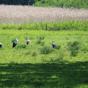 White Stork