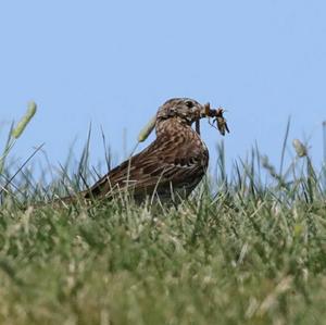 Tree Pipit