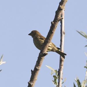 European Greenfinch