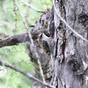 Eurasian Treecreeper