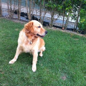 Unknown Breed