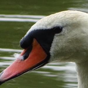 Mute Swan