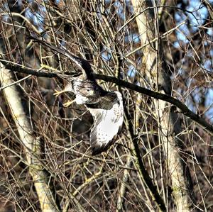 Mäusebussard