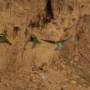 European Bee-eater