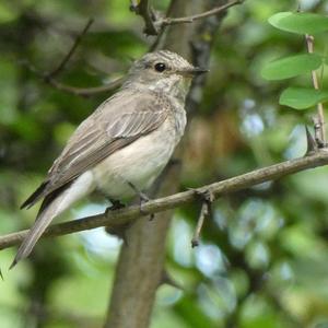 Spotted Flycatcher