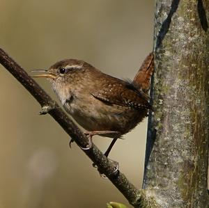 Winter Wren