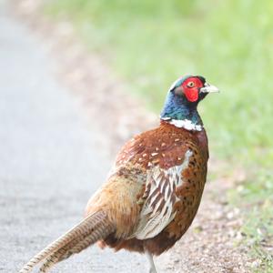 Common Pheasant