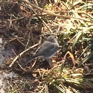 Dark-eyed Junco